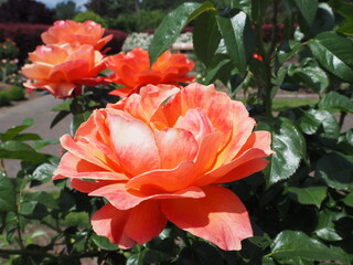 Rose Garden