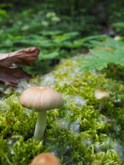 Wild Mushrooms