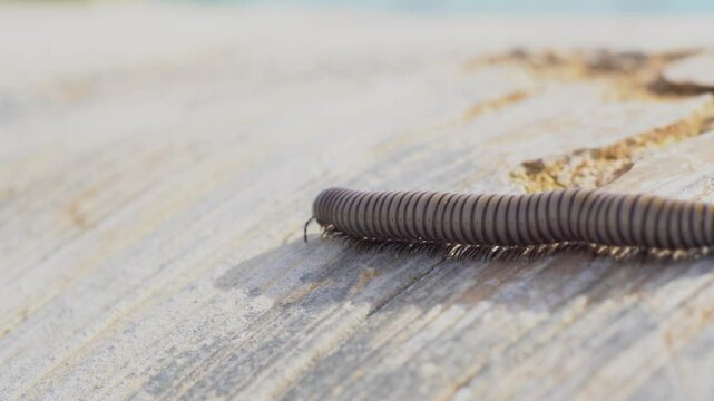 Ciempi&eacute;s Gris , Los dipl&oacute;podos, milpi&eacute;s o ciempi&eacute;s , son una clase de miri&aacute;podos que se caracterizan por tener dos pares de patas articuladas en la mayor&iacute;a de sus segmentos corporales dobles