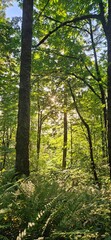 Naklejka premium Trees in the Forrest