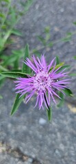 Purple Wildflower