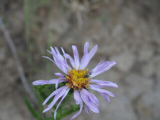 Purple Wildflower