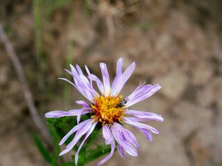 Purple Wildflower