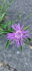 Purple Wildflower