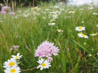 Pink Wildflower