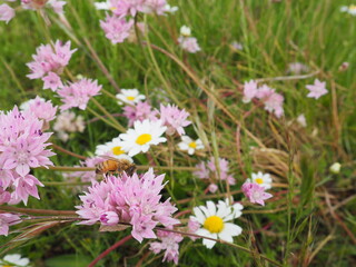 Pink Wildflower