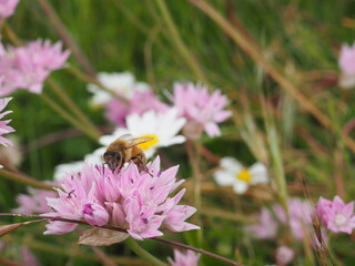 Pink Wildflower