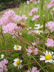 Pink Wildflower