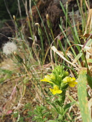 Yellow Wildflower