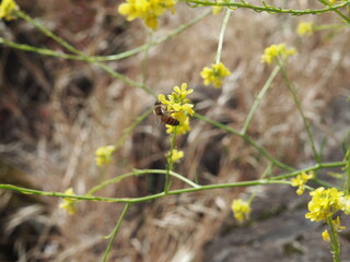 Yellow Wildflower