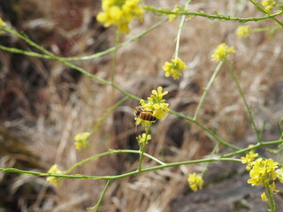 Yellow Wildflower