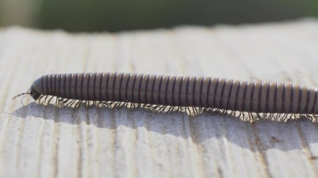 Ciempi&eacute;s Gris , Los dipl&oacute;podos, milpi&eacute;s o ciempi&eacute;s , son una clase de miri&aacute;podos que se caracterizan por tener dos pares de patas articuladas en la mayor&iacute;a de sus segmentos corporales dobles