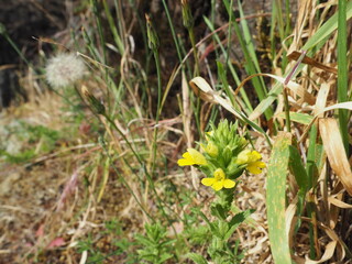 Yellow Wildflower