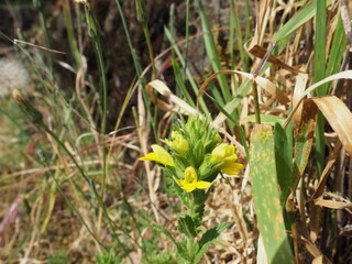 Yellow Wildflower