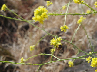 Yellow Wildflower