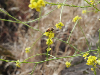 Yellow Wildflower