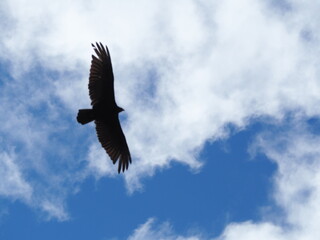 Turkey Vulture in the Sky