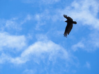 Turkey Vulture in the Sky