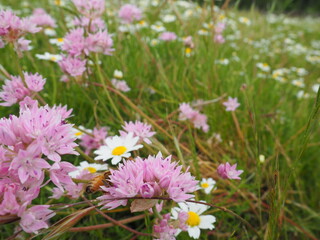 Pink Wildflower