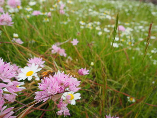 Pink Wildflower