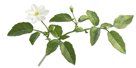 Delicate white flower with green leaves, showcasing natural beauty and intricate details, perfect for botanical illustrations or floral designs, Isolated on transparent background