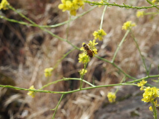 Yellow Wildflower