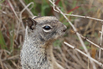Ground Squirrel in Torrey Pines, California
