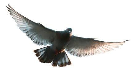 a pigeon flying in the air with its wings spread