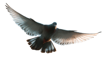 a pigeon flying in the air with its wings spread