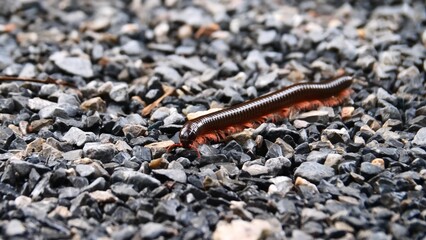 A Millipede's Journey: A millipede with segmented body moves on small, rough gravel, a showcase of...