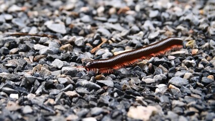 Millipede’s Trek Through Granite: A close-up capture of a millipede traversing a granular granite surface, revealing intricate details of the arthropod's form and its textured environment.