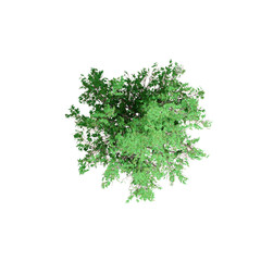 Top-Down View of a Lush Green Tree: A vivid top-down perspective captures the vibrant foliage of a flourishing tree, displaying its intricate branch structure and abundant leaves.