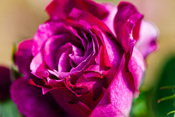 Red and purple roses. Macro close-up.