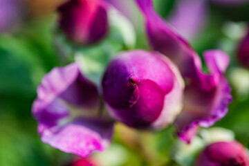 Red and purple roses. Macro close-up.