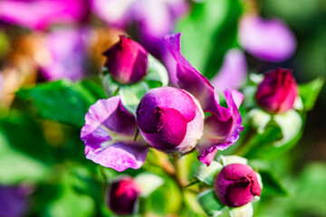 Red and purple roses. Macro close-up.