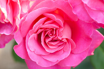 Red and purple roses. Macro close-up.