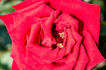 Red and purple roses. Macro close-up.