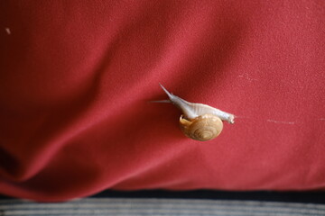 Small Snail Crawling on Red Cushion Leaving a Trail
