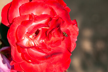 Red and purple roses. Macro close-up.