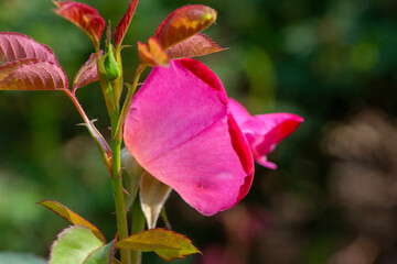 Red and purple roses. Macro close-up.