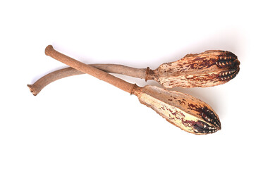Mahogany pods , Dried mahogany fruit on white background . top view