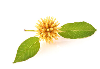 Flower Mitragyna speciosa Korth isolated on white background