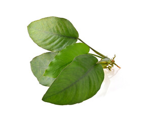  leaves of aquarium plant Anubias Broad Leaf isolated on white