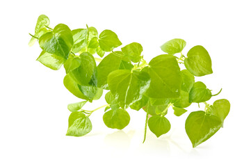 peperomia pellucida plant, shiny leave isolated on white background