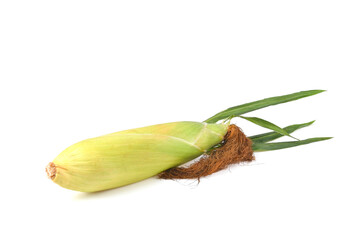 sweet corn ears with leaves set isolated on white background
