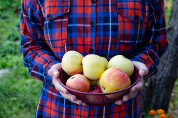 Freshly harvested apples displayed in a handmade bowl held by a person wearing a plaid shirt in a green garden setting