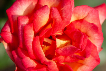 Red and purple roses. Macro close-up.