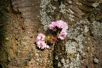 Blooming cherry blossom branch with dense pink flowers against a blue sky. A vibrant spring scene...