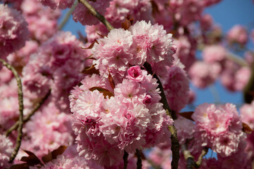 Blooming cherry blossom branch with dense pink flowers against a blue sky. A vibrant spring scene...