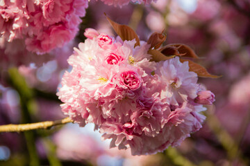 Blooming cherry blossom branch with dense pink flowers against a blue sky. A vibrant spring scene...